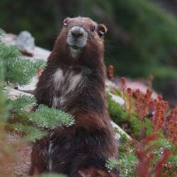 Adopt a Marmot